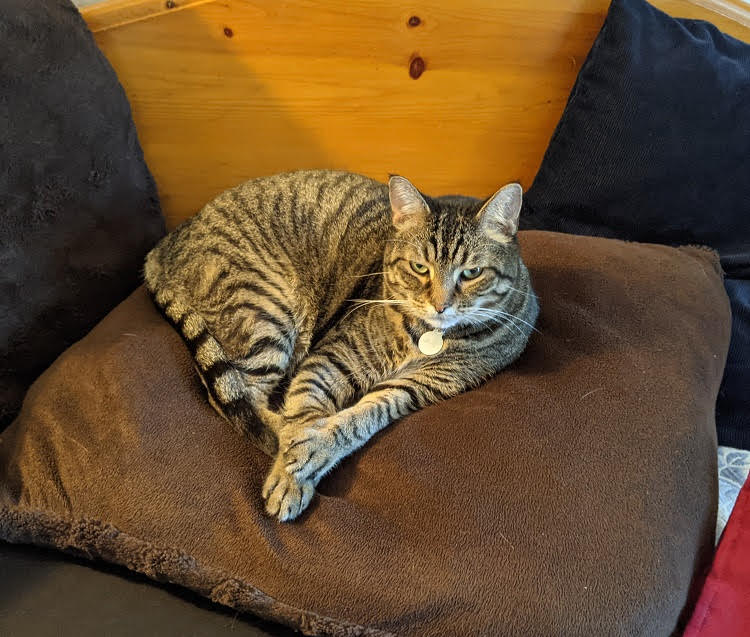 A tabby cat gazes regally at you from his supervisory position atop a pillow.
